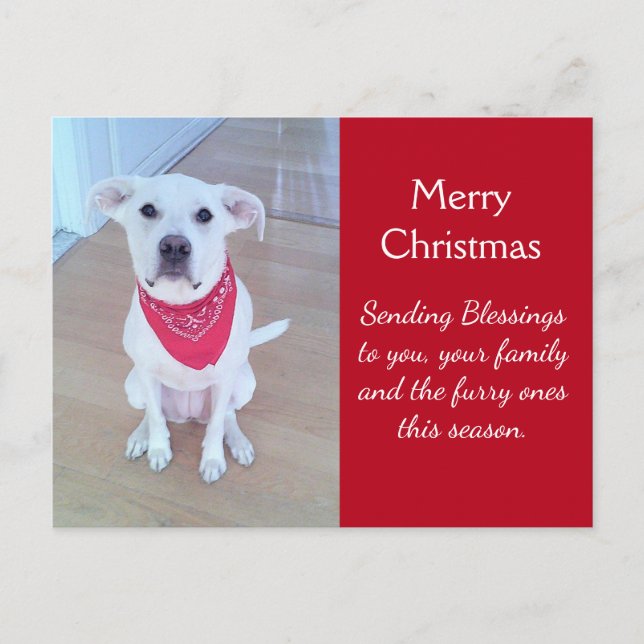 Cartão Postal Foto de Cachorro Bonito com Engraçado Esticando Or (Frente)