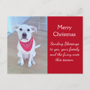 Cartão Postal Foto de cachorro fofo com orelhas engraçadas para 