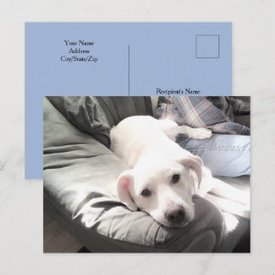 Cartão Postal Foto de Cachorro Sentado ao Lado do Melhor Amigo A