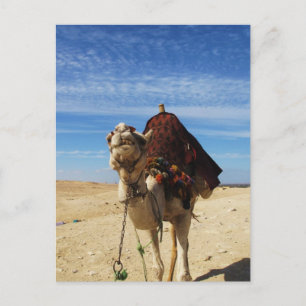 Cartão Postal Foto de Camel no Egito