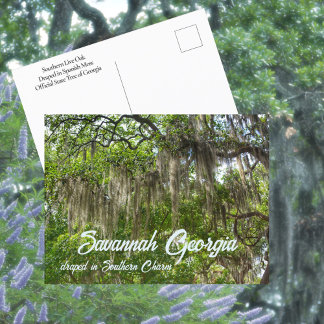 Cartão Postal Foto de carvalhos vivos cobertos de musgo espanhol