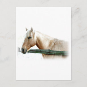 Cartão Postal Foto de Cavalo