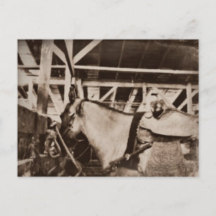 Cartão Postal Foto de Cavalo com aparência antiga