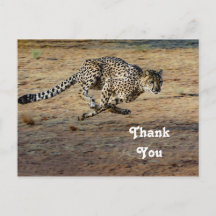 Foto de Cheetah Selvagem Correndo Obrigado