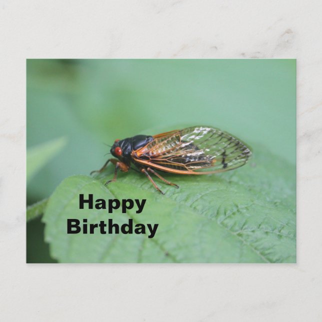 Cartão Postal Foto de Cicada de Aniversário (Frente)