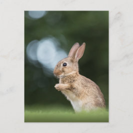 Cartão Postal Foto de coelho bonito