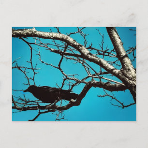 Cartão Postal Foto de Corvo Preto Árvore Prateada Céu Azul