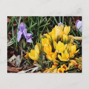 Cartão Postal Foto de Crocus Amarelo com destaque verde
