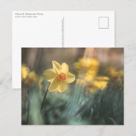 Cartão Postal Foto de Daffodil natural de Flor Amarelo