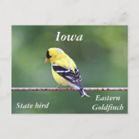 Foto de dourdfinch americano