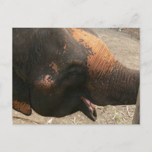 Cartão Postal Foto de elefante feliz e risonho na Tailândia