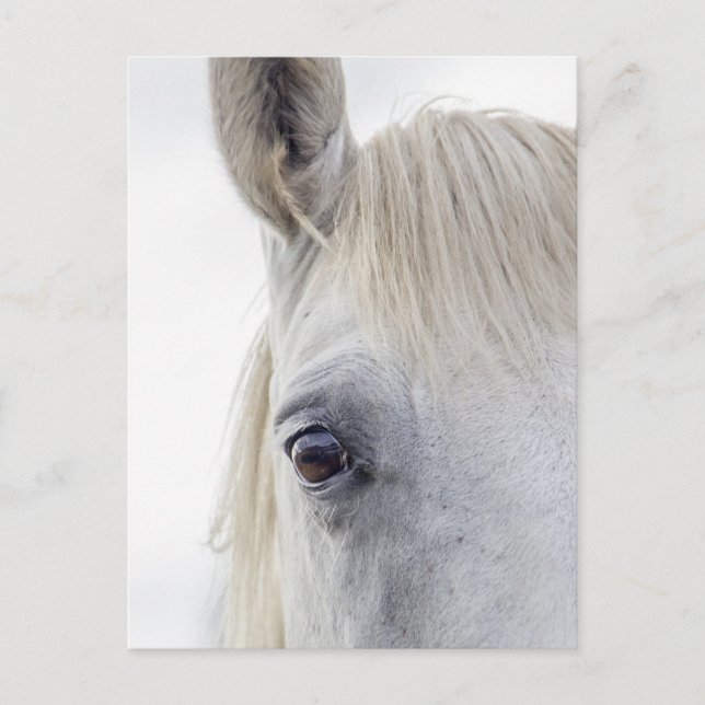 Cartão Postal Foto de Fechamento da Face de Cavalo Branco (Frente)