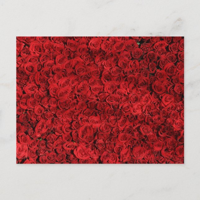 Cartão Postal Foto de Fechamento do Rosa vermelha (Frente)