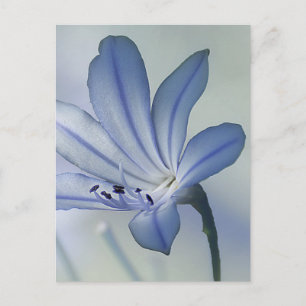 Cartão Postal Foto de Flor Azul Fresca