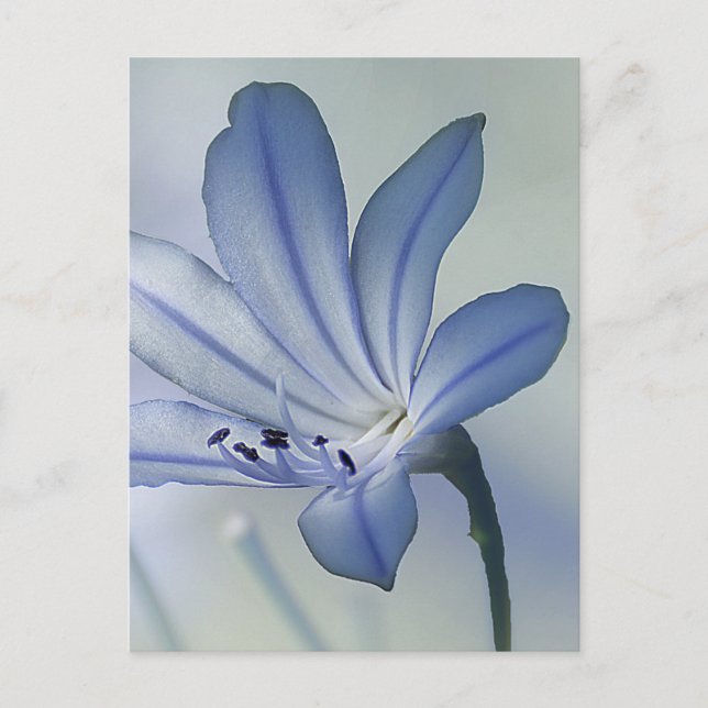 Cartão Postal Foto de Flor Azul Fresca (Frente)