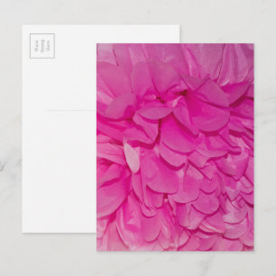 Cartão Postal Foto de Flor de Papel de Seda Rosa com Textura Rea
