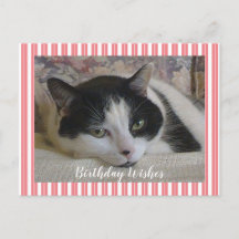 Foto de gato 