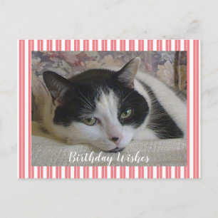 Cartão Postal Foto de gato