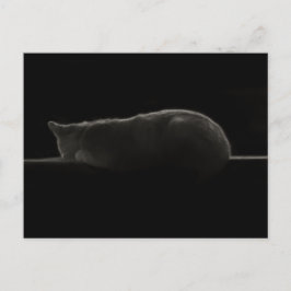 Cartão Postal Foto de Gato de Dormir