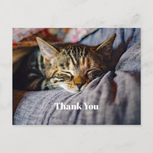 Cartão Postal Foto de Gato Malhado Adormecido Fofinho Obrigado
