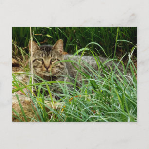 Cartão Postal Foto de gato malhado se escondendo no jardim de gr