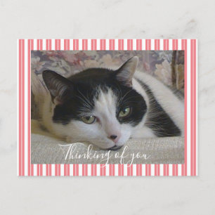 Cartão Postal Foto De Gato Preto, Branco E Bonito, Lançada Pens