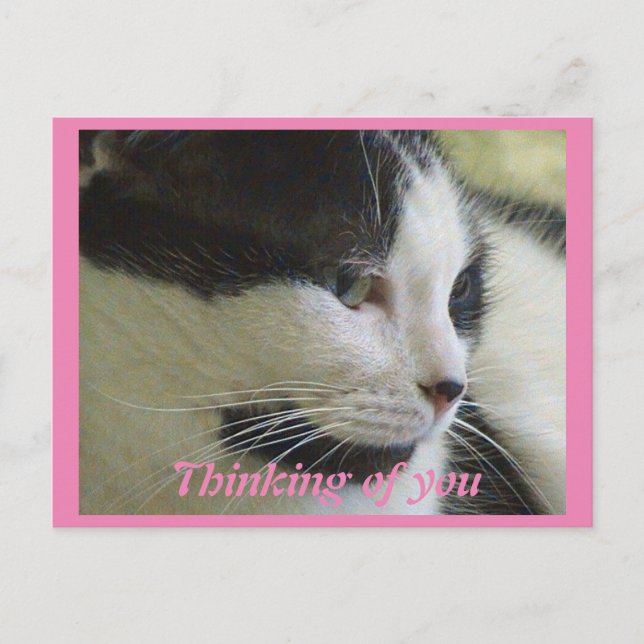 Cartão Postal Foto De Gato Preto Branco E Bonito Pensando Em Voc (Frente)