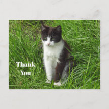 Foto de Gato Preto e Branco de Kitten Obrigado