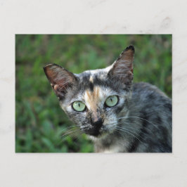Cartão Postal Foto de gato TortoisesInferno Bonito