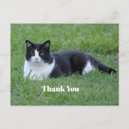 Cartão Postal Foto de gato tuxê preto e branco bonita Obrigado