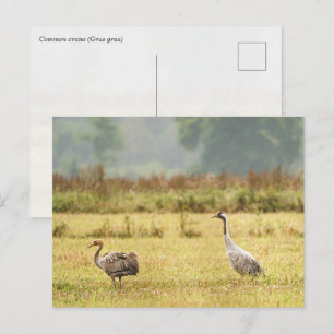 Cartão Postal Foto de Grou-comum: Pai e Juvenil