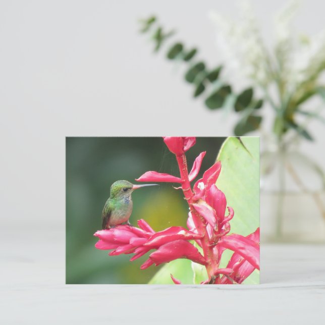 Cartão Postal Foto de Homem-Pássaro de garganta azul (Em pé/Frente)