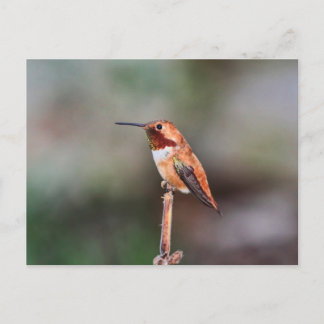 Cartão Postal Foto de Hummingbird