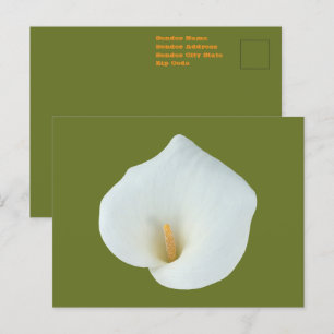 Cartão Postal Foto de Jardim de Quintal com Flor de Lírio Branco