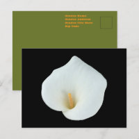 Foto de Jardim de Quintal com Flor de Lírio Branco