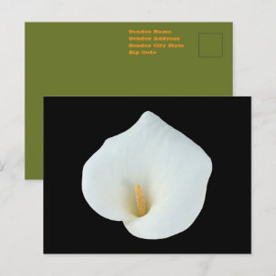 Cartão Postal Foto de Jardim de Quintal com Flor de Lírio Branco