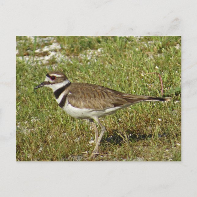 Cartão Postal Foto de Killdeer (Frente)