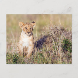 Cartão Postal Foto de leão-bonito na África