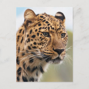 Cartão Postal Foto de Leopard