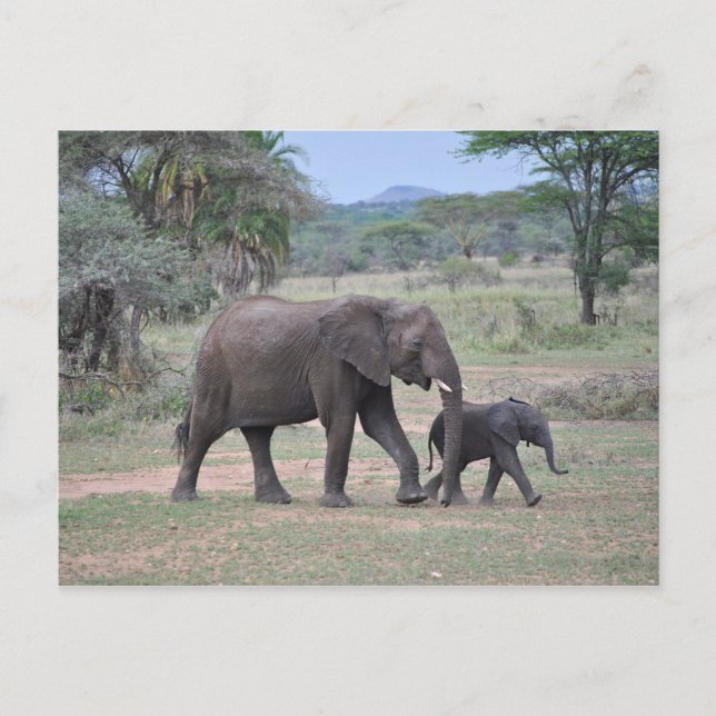 Cartão Postal Foto de Mãe e Elefante de Bebê (Frente)