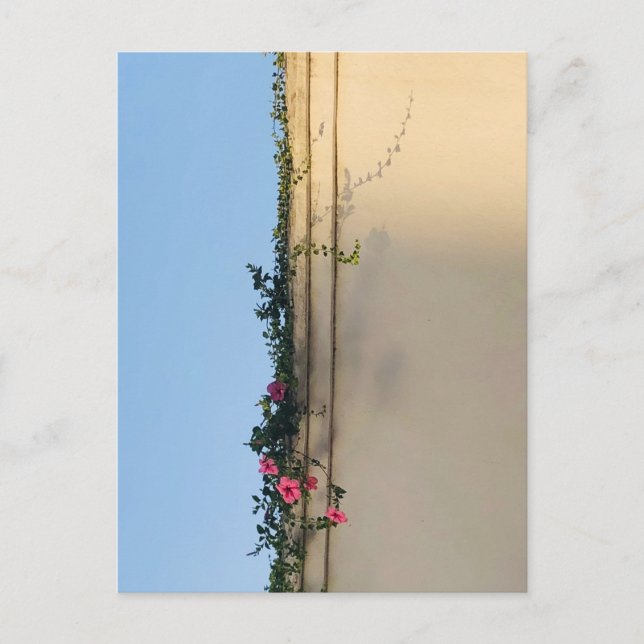 Cartão Postal Foto de Momento Calmo (Frente)