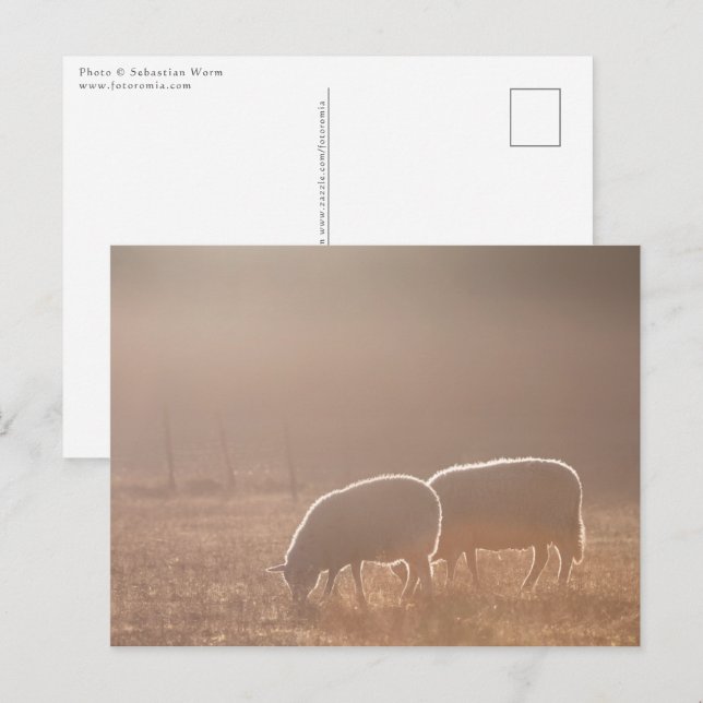 Cartão Postal Foto de natureza de ovelha (Frente/Verso)