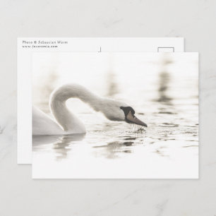 Cartão Postal Foto de Natureza de Swan Branco