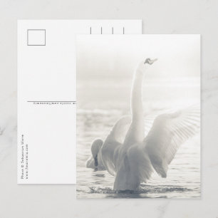 Cartão Postal Foto de Natureza de Swan Branco