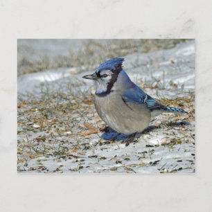 Cartão Postal Foto de neve azul