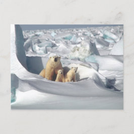 Cartão Postal Foto de Neve Polar Bear Cubs