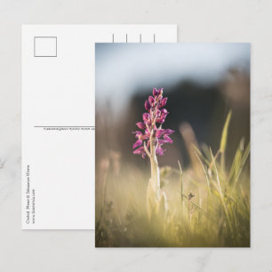 Cartão Postal Foto de Orquídea na Natureza