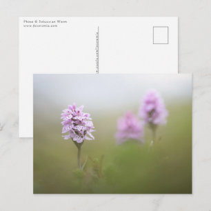 Cartão Postal Foto de Orquídea Selvagem