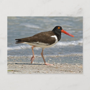 Cartão Postal Foto de Oystercatcher Americano