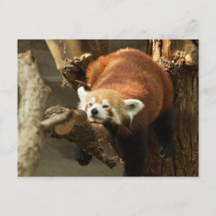 Cartão Postal Foto de Panda Vermelha Selvagem